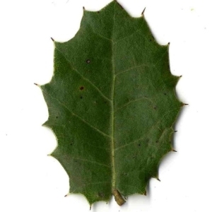Photographie n°201162 du taxon Quercus coccifera L. [1753]