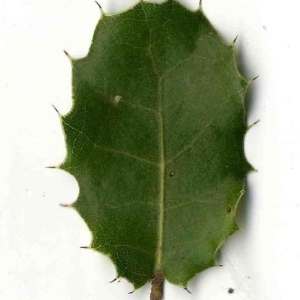 Photographie n°201163 du taxon Quercus coccifera L. [1753]