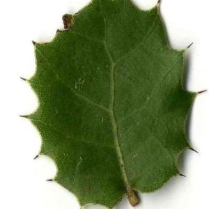 Photographie n°201170 du taxon Quercus coccifera L. [1753]