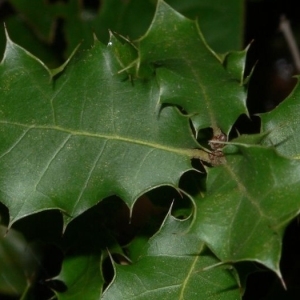 Photographie n°201172 du taxon Quercus coccifera L. [1753]