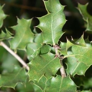 Photographie n°201175 du taxon Quercus coccifera L. [1753]