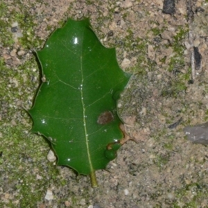 Photographie n°201178 du taxon Quercus coccifera L. [1753]