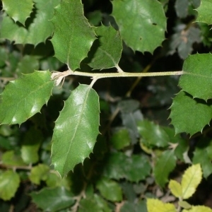 Photographie n°201180 du taxon Quercus ilex L. [1753]