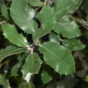 Photographie n°201183 du taxon Quercus ilex L. [1753]