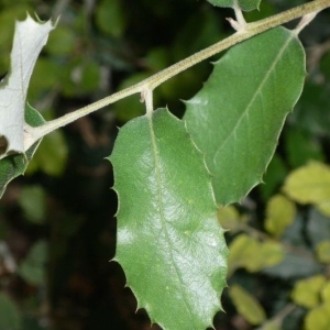 Photographie n°201184 du taxon Quercus ilex L. [1753]