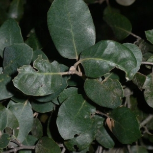 Photographie n°201186 du taxon Quercus ilex L. [1753]