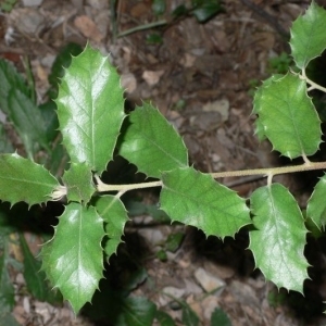 Photographie n°201188 du taxon Quercus ilex L. [1753]