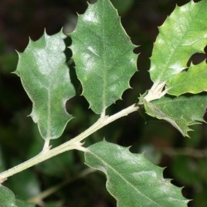 Photographie n°201190 du taxon Quercus ilex L. [1753]