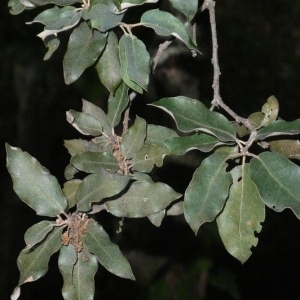 Photographie n°201191 du taxon Quercus ilex L. [1753]