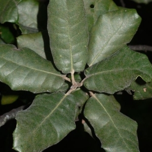 Photographie n°201192 du taxon Quercus ilex L. [1753]