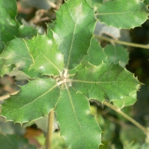 Photographie n°201194 du taxon Quercus ilex L. [1753]