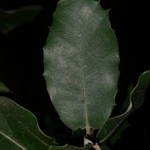 Photographie n°201196 du taxon Quercus ilex L. [1753]