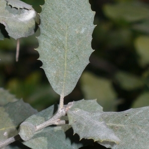 Photographie n°201205 du taxon Quercus ilex L. [1753]