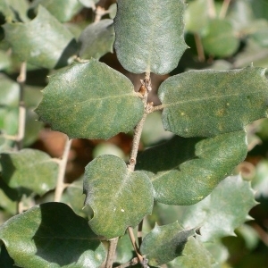 Photographie n°201206 du taxon Quercus ilex L. [1753]