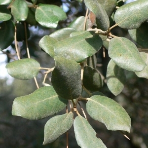 Photographie n°201207 du taxon Quercus ilex L. [1753]