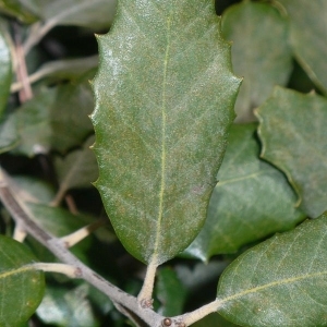 Photographie n°201208 du taxon Quercus ilex L. [1753]