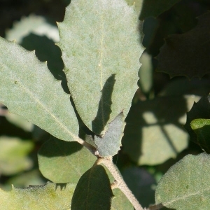 Photographie n°201211 du taxon Quercus ilex L. [1753]