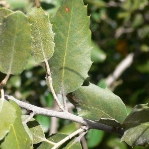 Photographie n°201213 du taxon Quercus ilex L. [1753]