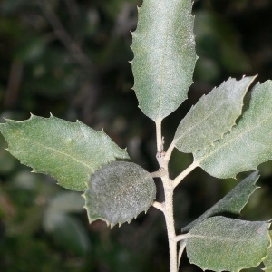 Photographie n°201214 du taxon Quercus ilex L. [1753]