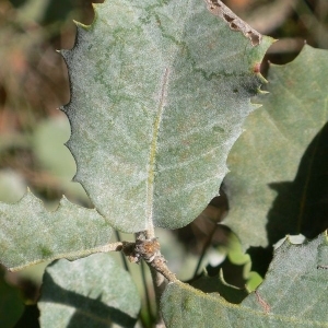 Photographie n°201217 du taxon Quercus ilex L. [1753]