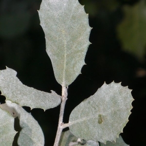Photographie n°201218 du taxon Quercus ilex L. [1753]