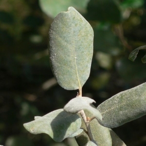 Photographie n°201219 du taxon Quercus ilex L. [1753]