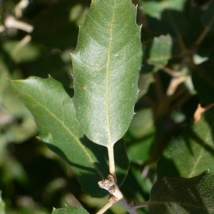 Photographie n°201220 du taxon Quercus ilex L. [1753]