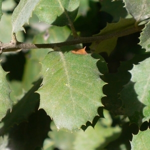 Photographie n°201221 du taxon Quercus ilex L. [1753]