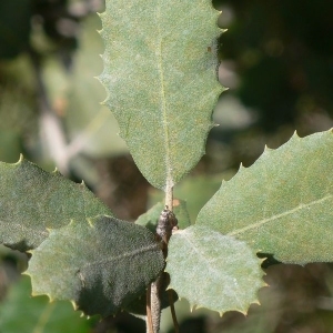 Photographie n°201225 du taxon Quercus ilex L. [1753]