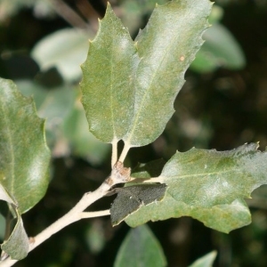 Photographie n°201226 du taxon Quercus ilex L. [1753]