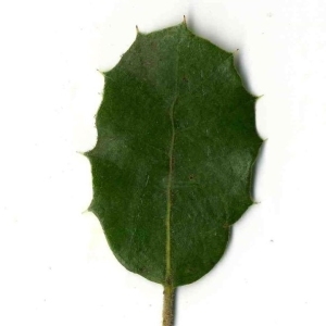 Photographie n°201229 du taxon Quercus ilex L. [1753]