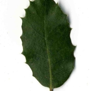 Photographie n°201230 du taxon Quercus ilex L. [1753]