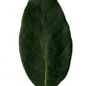 Photographie n°201231 du taxon Quercus ilex L. [1753]