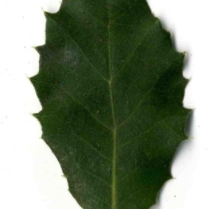 Photographie n°201232 du taxon Quercus ilex L. [1753]