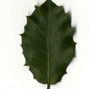 Photographie n°201233 du taxon Quercus ilex L. [1753]