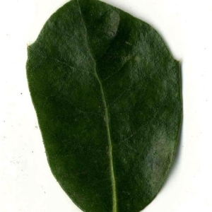 Photographie n°201235 du taxon Quercus ilex L. [1753]