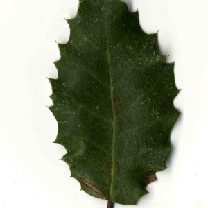 Photographie n°201236 du taxon Quercus ilex L. [1753]