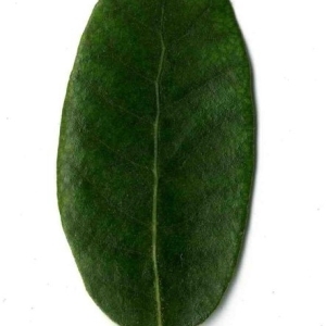 Photographie n°201237 du taxon Quercus ilex L. [1753]
