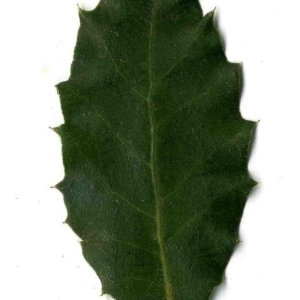 Photographie n°201240 du taxon Quercus ilex L. [1753]