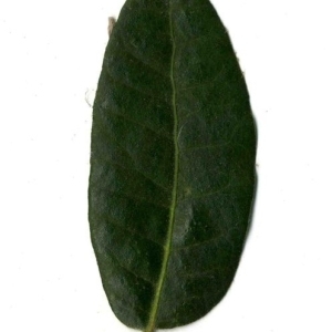 Photographie n°201241 du taxon Quercus ilex L. [1753]