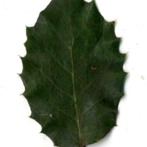 Photographie n°201245 du taxon Quercus ilex L. [1753]