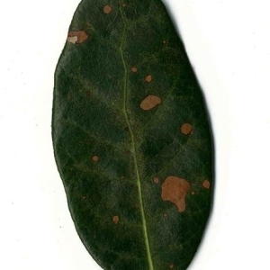Photographie n°201247 du taxon Quercus ilex L. [1753]