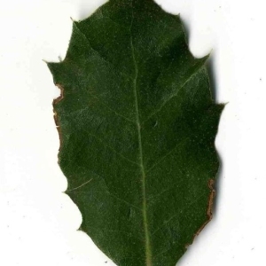 Photographie n°201248 du taxon Quercus ilex L. [1753]