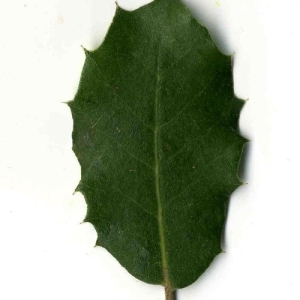 Photographie n°201251 du taxon Quercus ilex L. [1753]