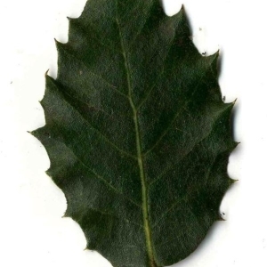 Photographie n°201254 du taxon Quercus ilex L. [1753]