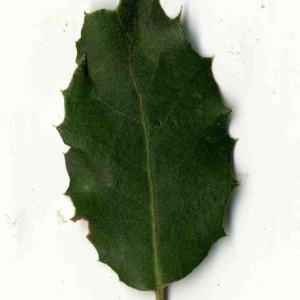 Photographie n°201265 du taxon Quercus ilex L. [1753]