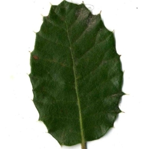 Photographie n°201266 du taxon Quercus ilex L. [1753]