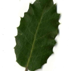 Photographie n°201269 du taxon Quercus ilex L. [1753]