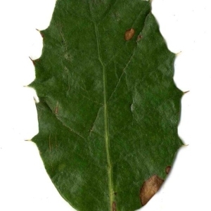 Photographie n°201270 du taxon Quercus ilex L. [1753]
