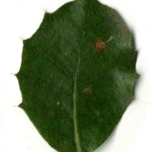 Photographie n°201272 du taxon Quercus ilex L. [1753]